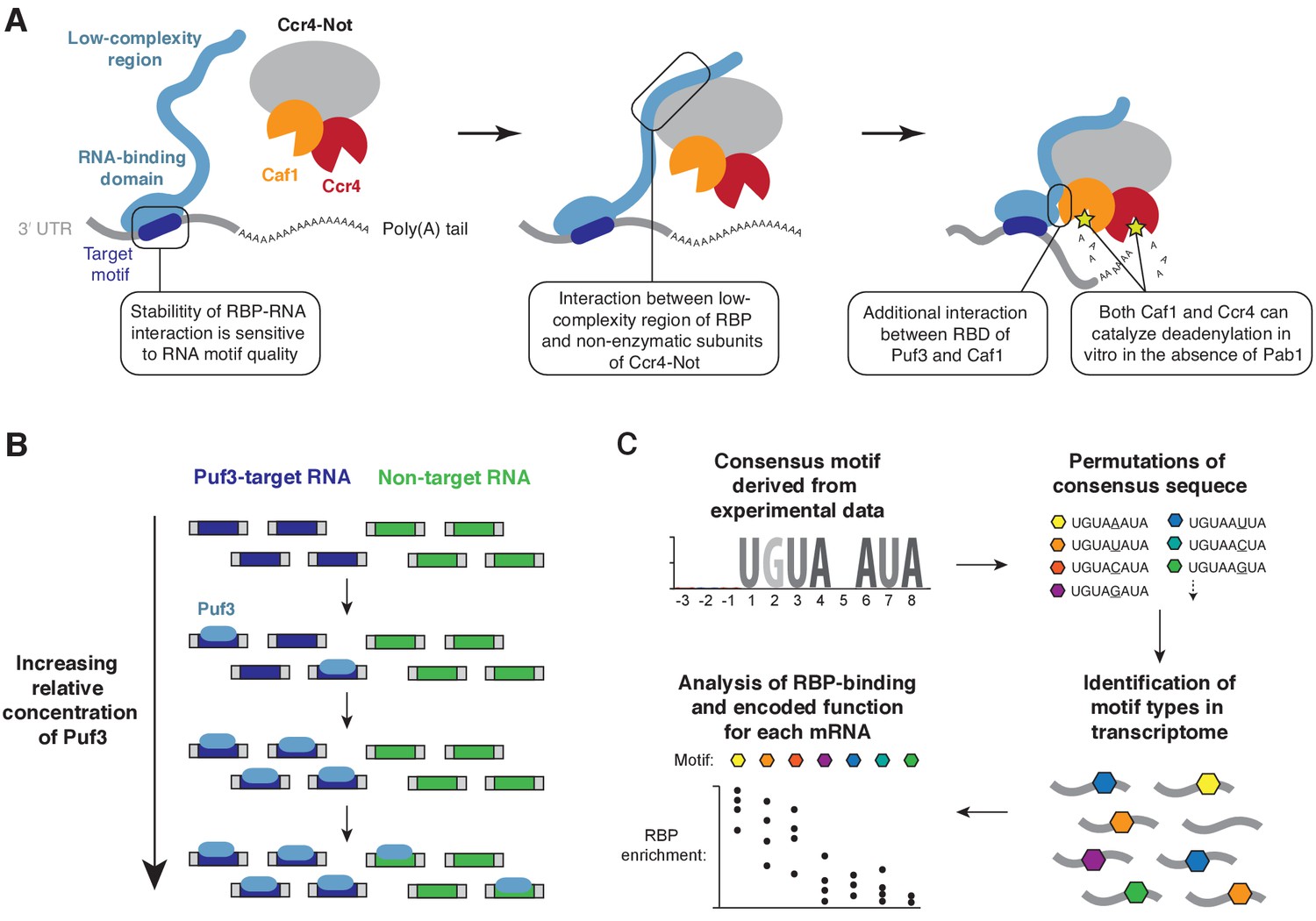 RNA-binding Proteins Distinguish Between Similar Sequence Motifs To ...