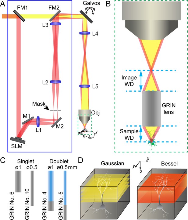 High-throughput Synapse-resolving Two-photon Fluorescence ...