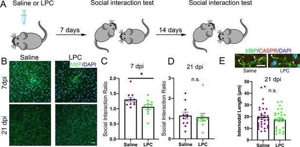 Region-specific myelin differences define behavioral consequences of ...