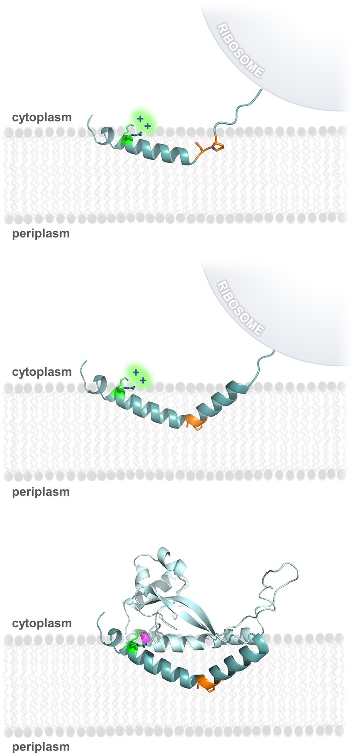 multipass protein