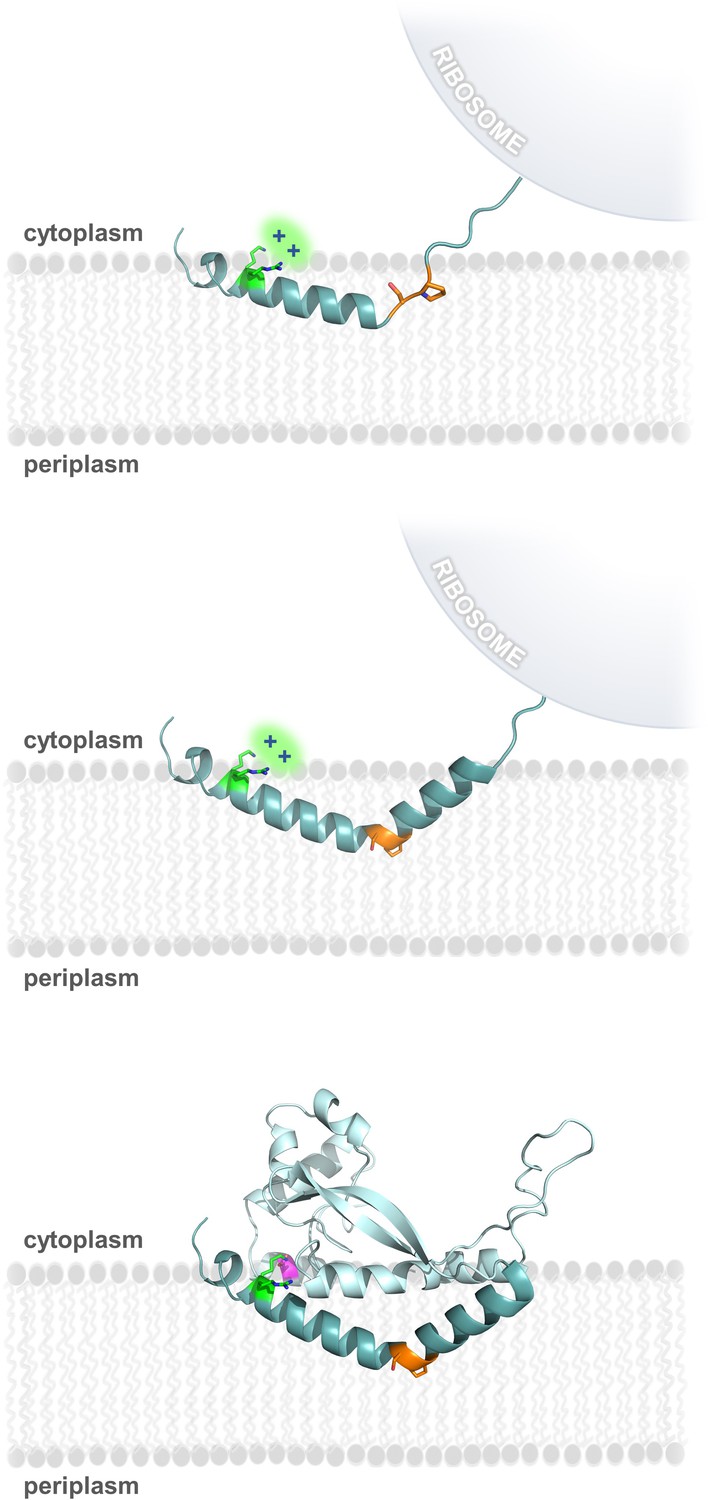 multipass transmembrane protein