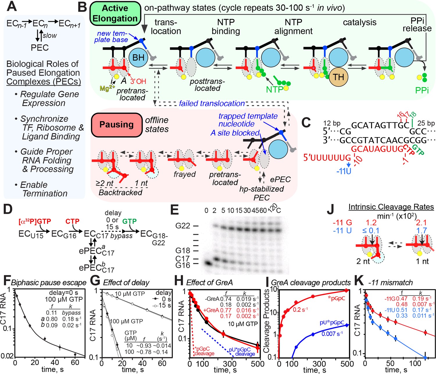 Figures And Data In The Elemental Mechanism Of Transcriptional Pausing ...