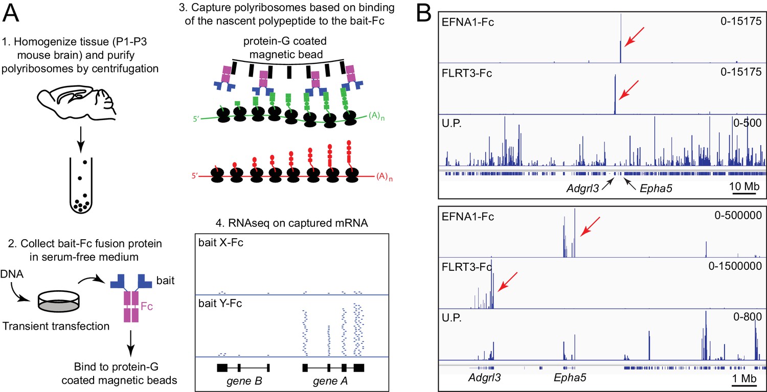 Affinity capture of polyribosomes followed by RNAseq (ACAPseq), a ...