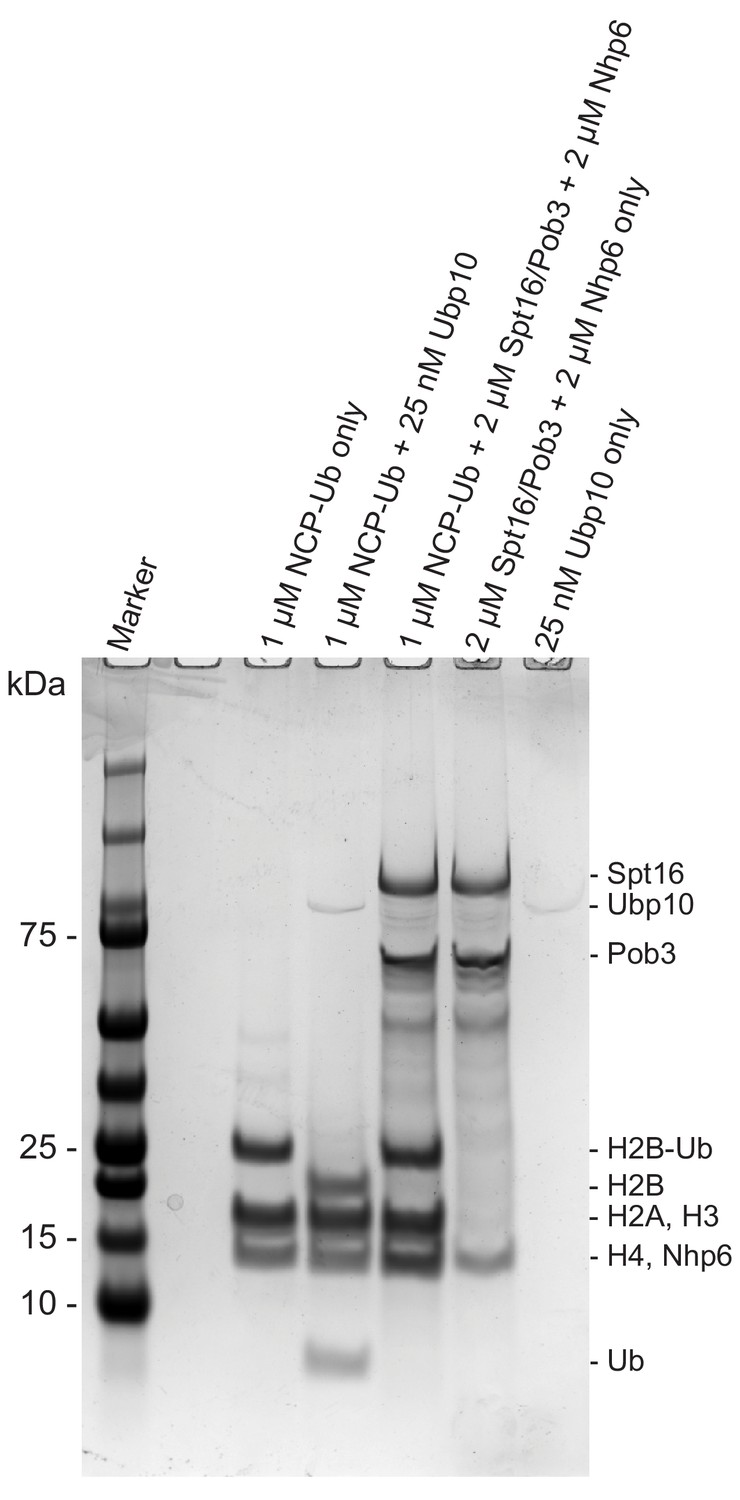 Figures And Data In FACT And Ubp10 Collaborate To Modulate H2B ...