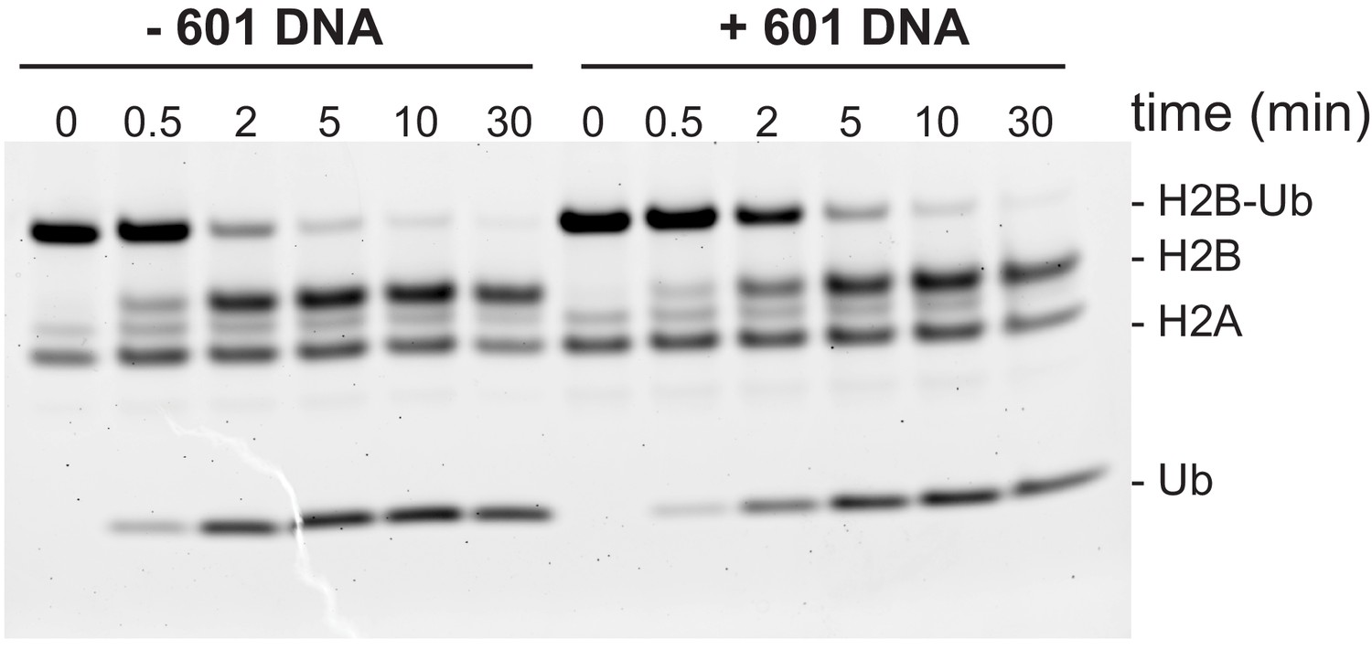 Figures And Data In FACT And Ubp10 Collaborate To Modulate H2B ...