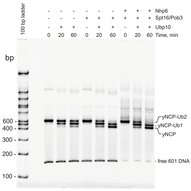 Figures And Data In FACT And Ubp10 Collaborate To Modulate H2B ...