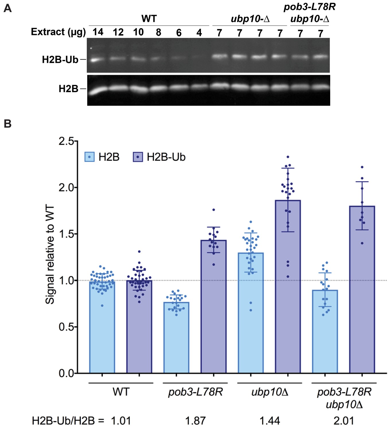 Figures And Data In FACT And Ubp10 Collaborate To Modulate H2B ...