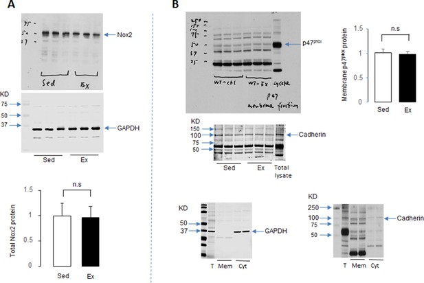 Figures and data in Myocardial NADPH oxidase-4 regulates the ...