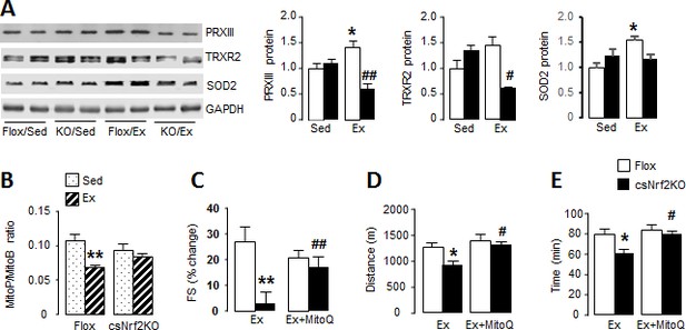 Figures and data in Myocardial NADPH oxidase-4 regulates the ...