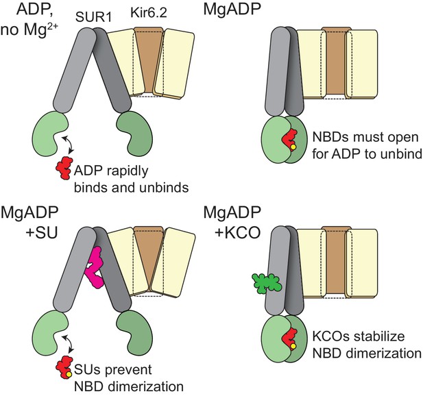 Activation Mechanism Of ATP Sensitive K Channels Explored With Real