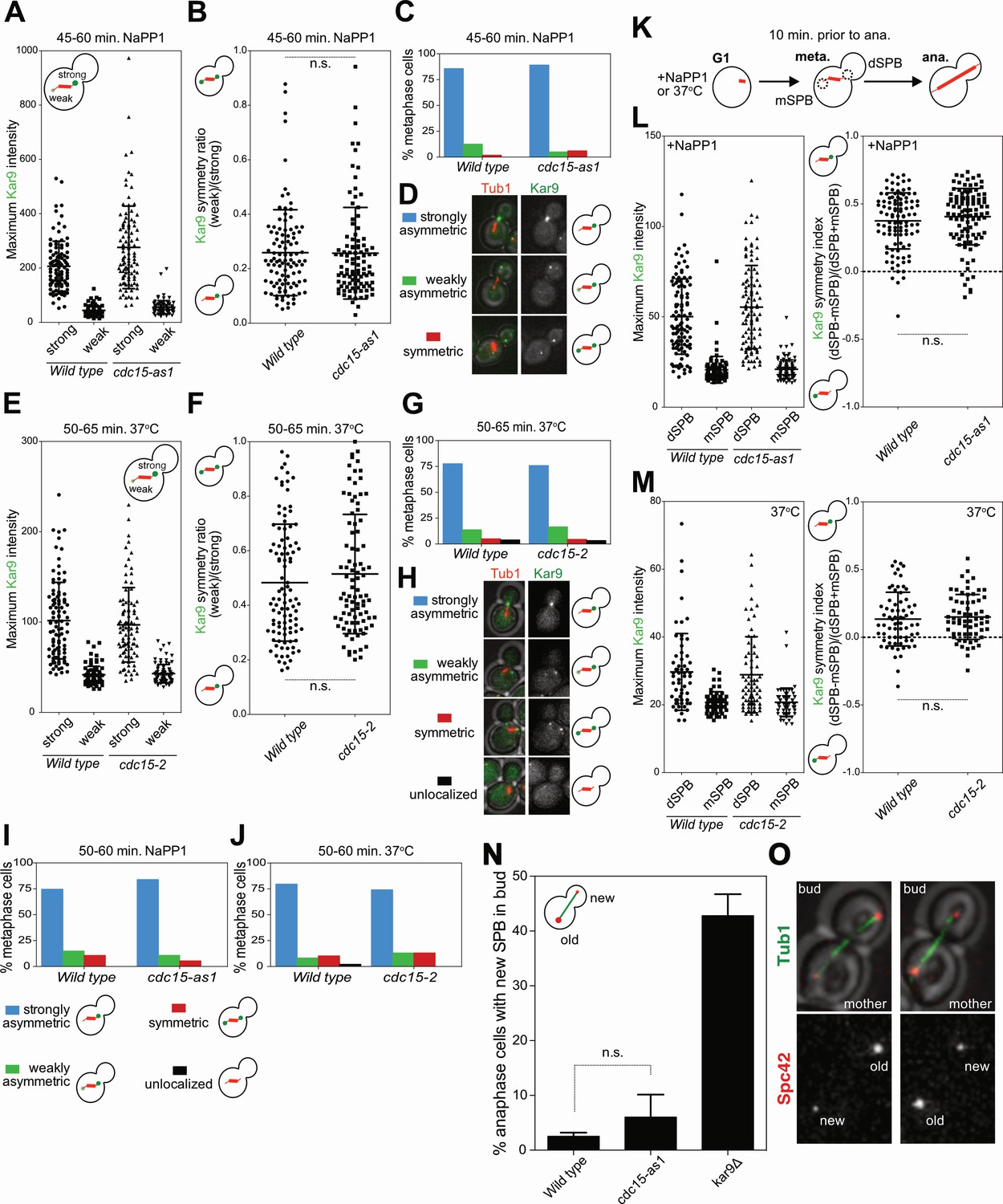 Figures and data in The Mitotic Exit Network integrates temporal and ... Biology Diagrams