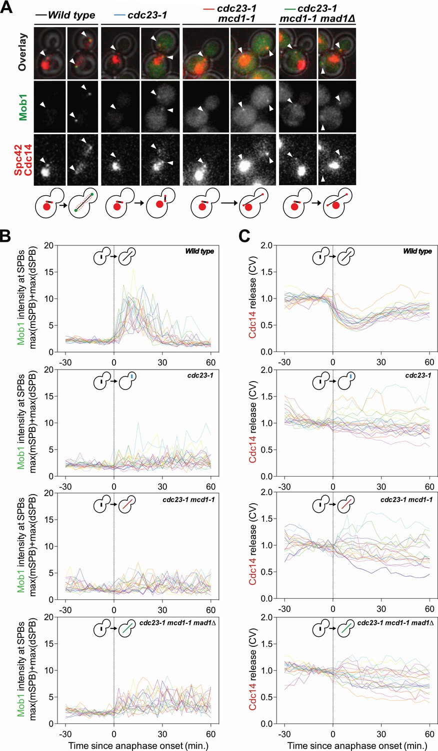 Figures and data in The Mitotic Exit Network integrates temporal and ... Biology Diagrams