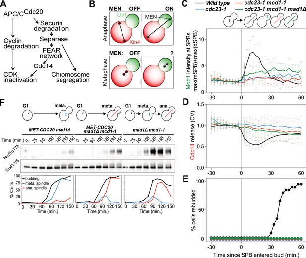 The Mitotic Exit Network integrates temporal and spatial signals by ... Biology Diagrams