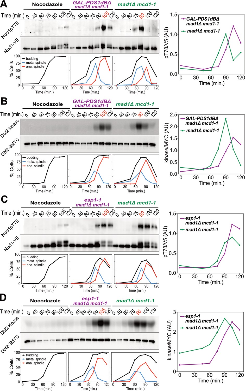 The Mitotic Exit Network integrates temporal and spatial signals by ... Biology Diagrams