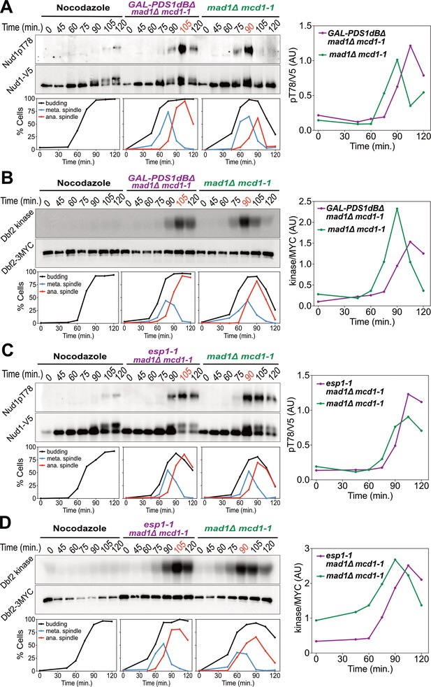 The Mitotic Exit Network integrates temporal and spatial signals by Biology Diagrams