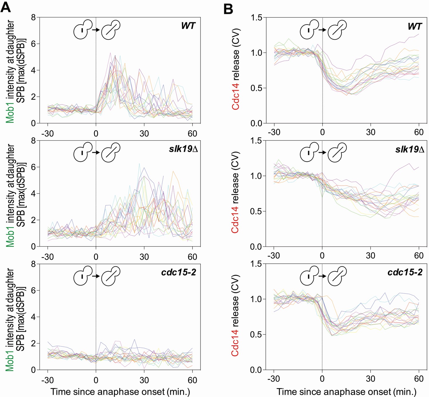 Figures and data in The Mitotic Exit Network integrates temporal and ... Biology Diagrams
