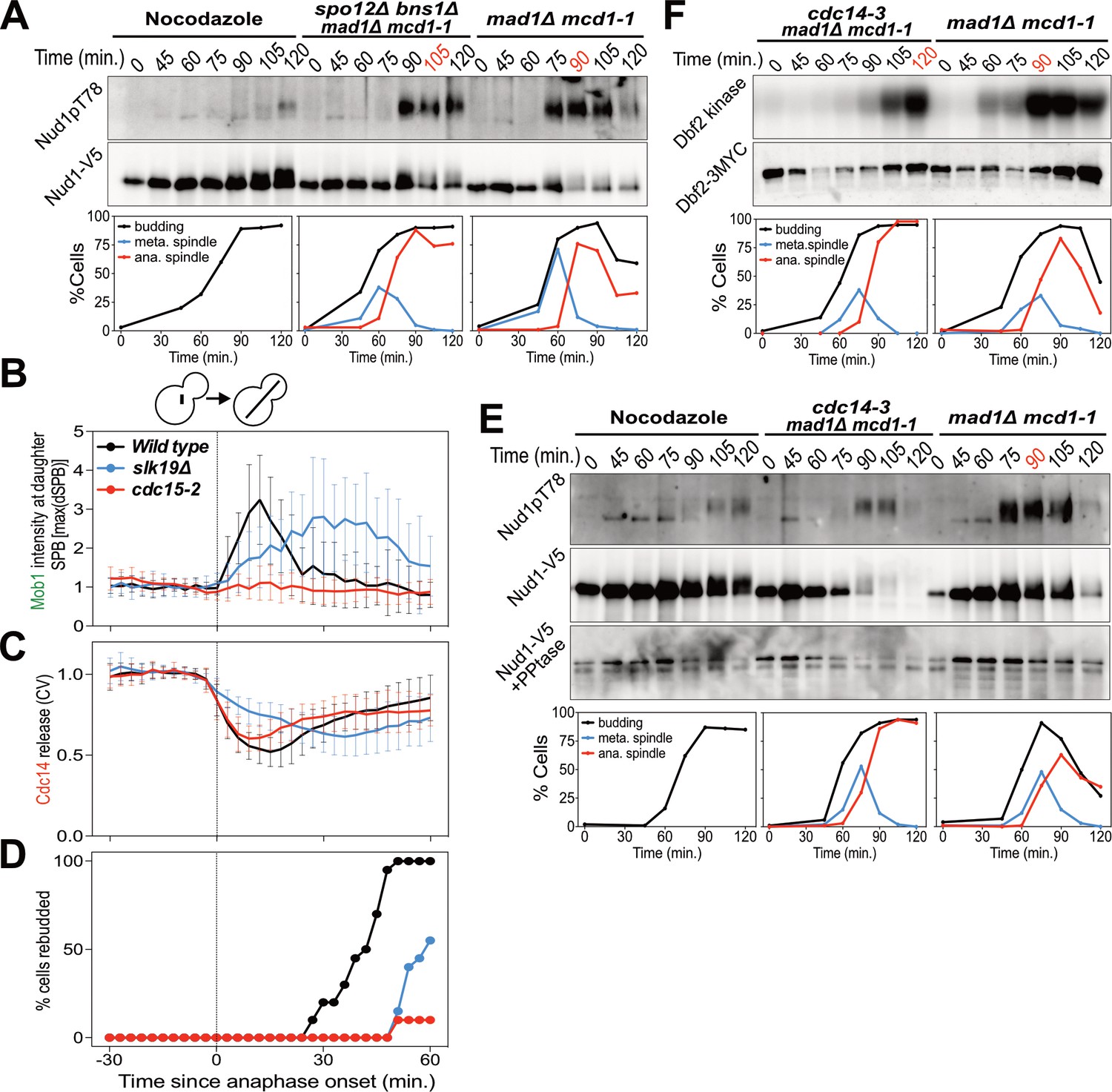 Figures and data in The Mitotic Exit Network integrates temporal and ... Biology Diagrams