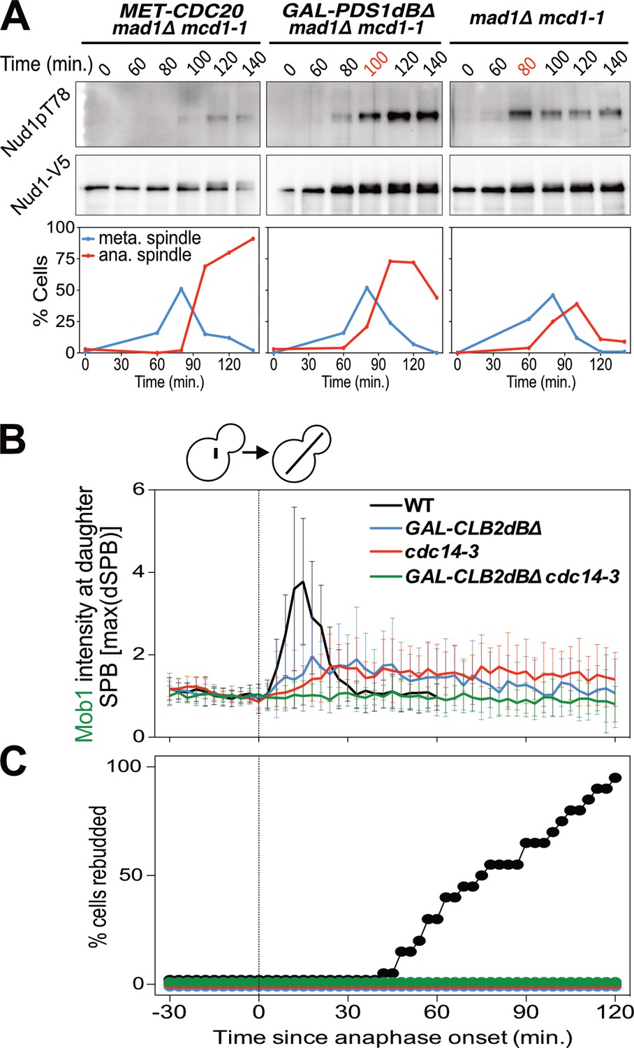 The Mitotic Exit Network integrates temporal and spatial signals by ... Biology Diagrams