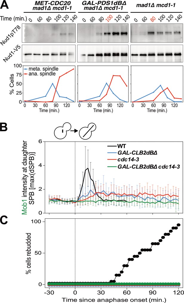 The Mitotic Exit Network integrates temporal and spatial signals by ... Biology Diagrams