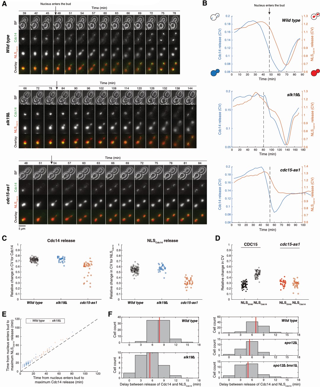 Figures and data in The Mitotic Exit Network integrates temporal and ... Biology Diagrams