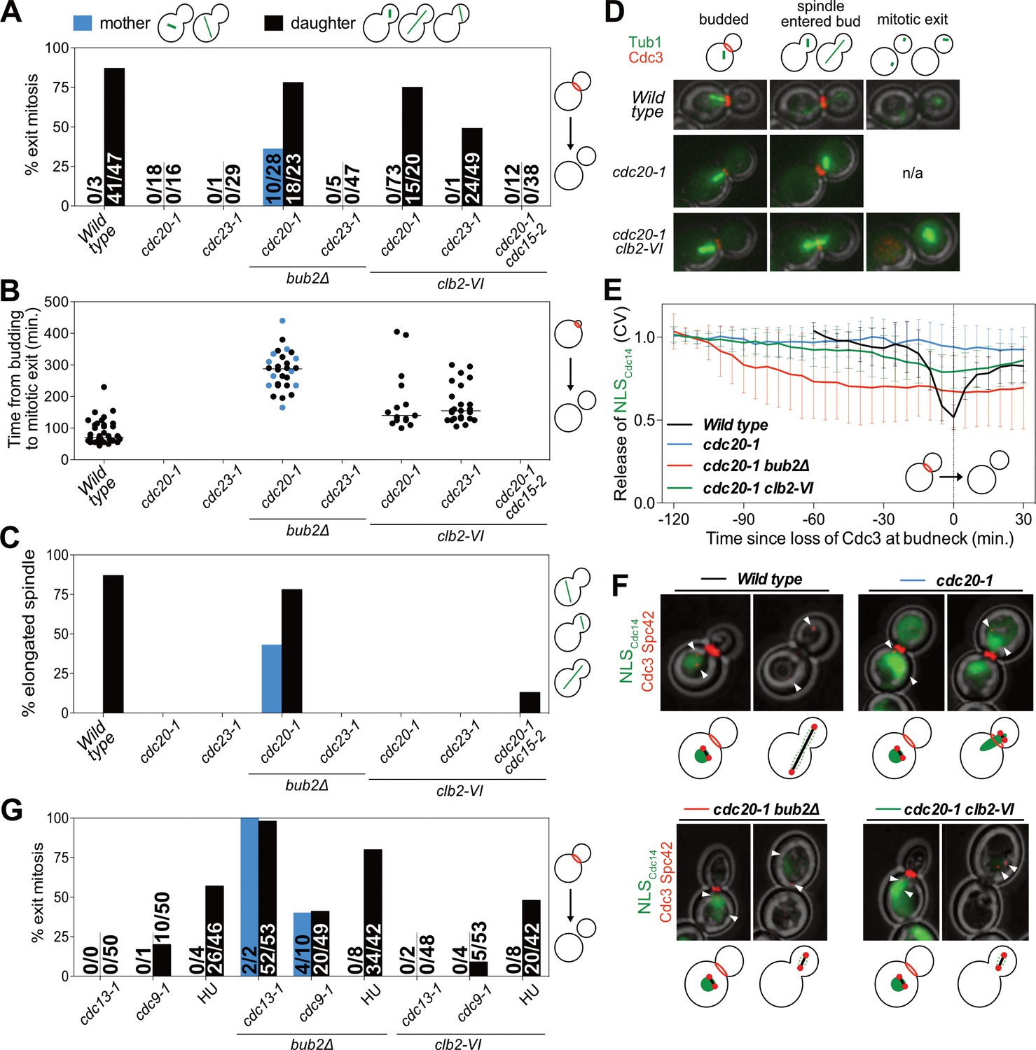 The Mitotic Exit Network integrates temporal and spatial signals by ... Biology Diagrams