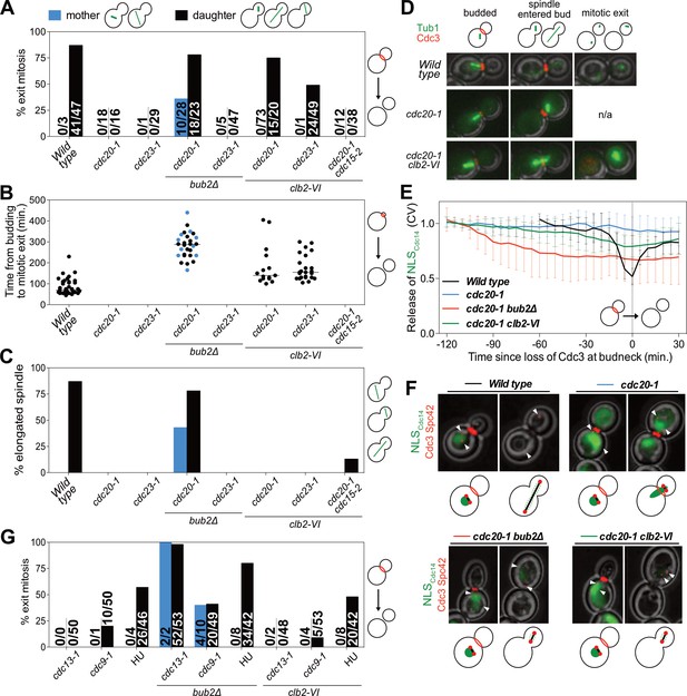 The Mitotic Exit Network integrates temporal and spatial signals by Biology Diagrams
