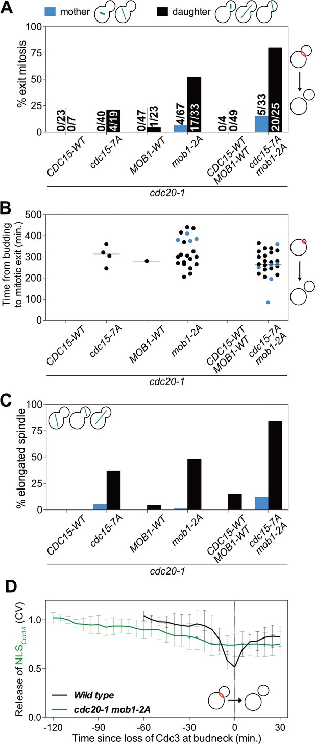 The Mitotic Exit Network integrates temporal and spatial signals by ... Biology Diagrams