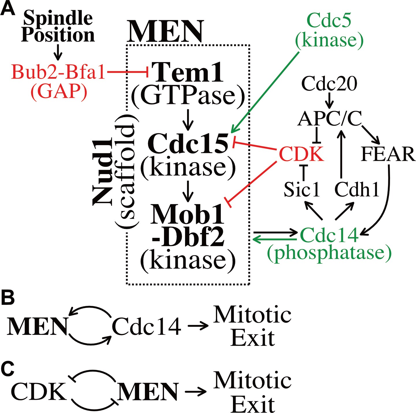 The Mitotic Exit Network integrates temporal and spatial signals by ... Biology Diagrams