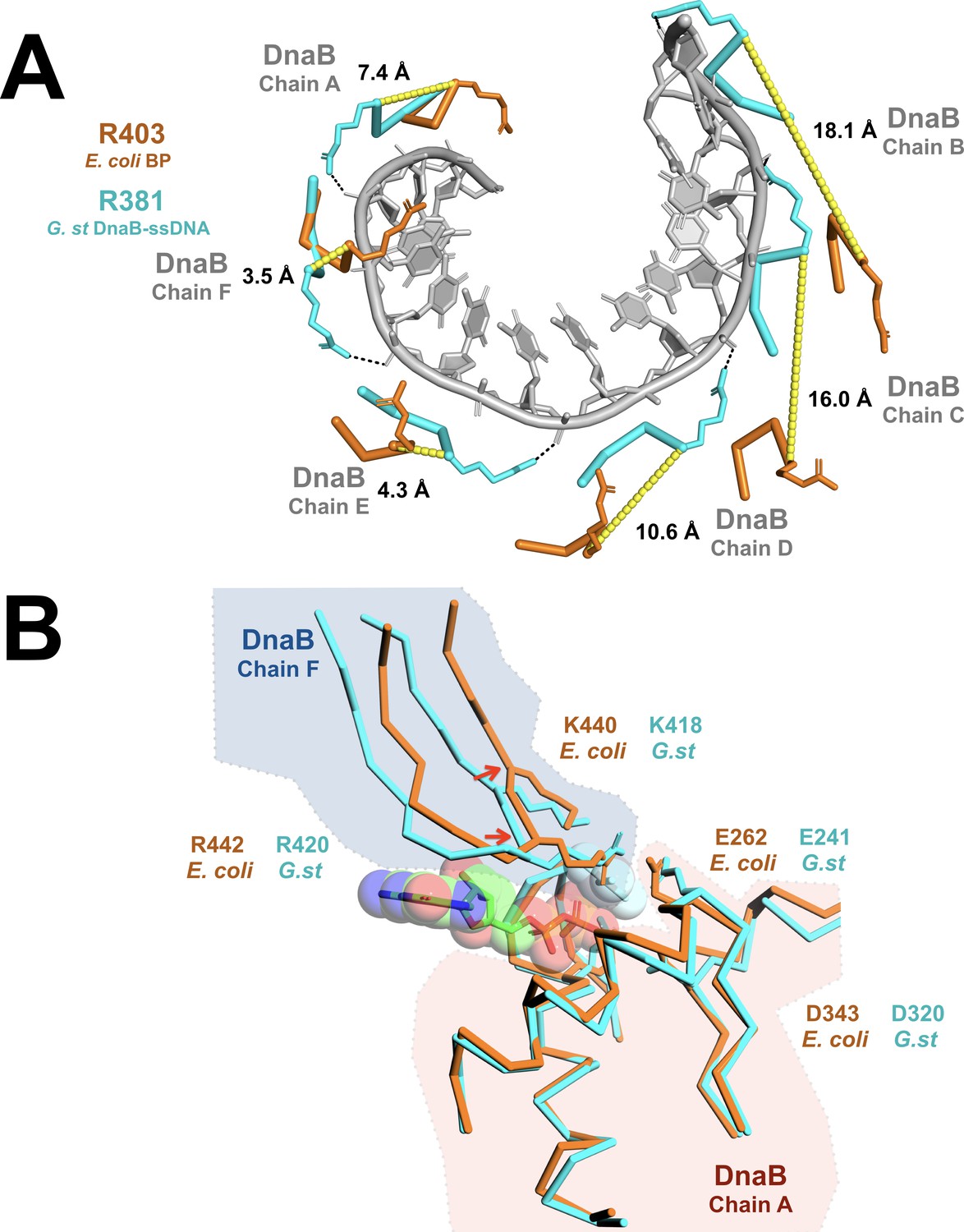 Mechanisms Of Opening And Closing Of The Bacterial Replicative Helicase Elife