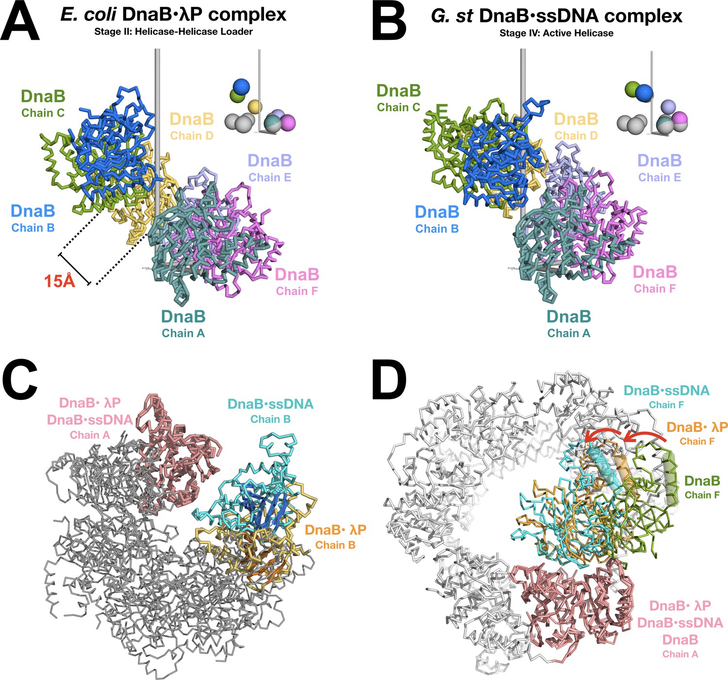 Mechanisms of opening and closing of the bacterial replicative helicase ...