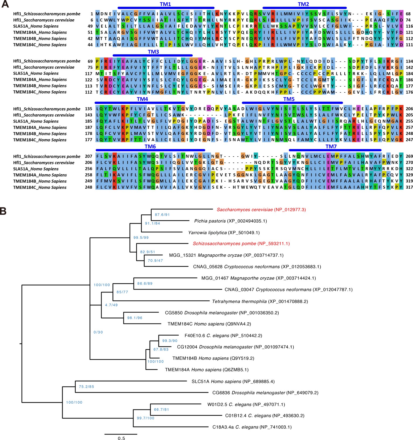 Figures And Data In Lipidation Independent Vacuolar Functions Of Atg