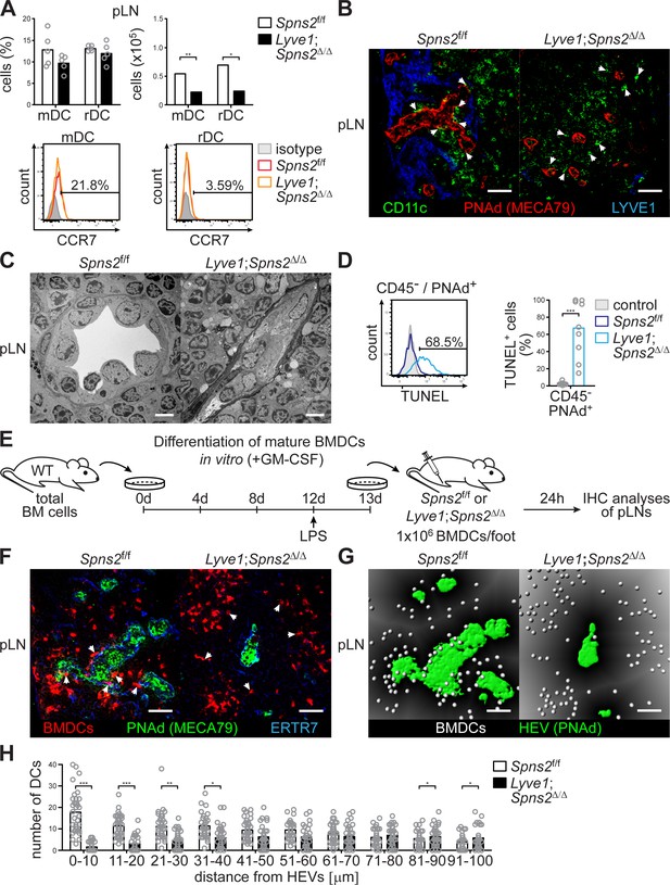 Figures and data in High-endothelial cell-derived S1P regulates ...