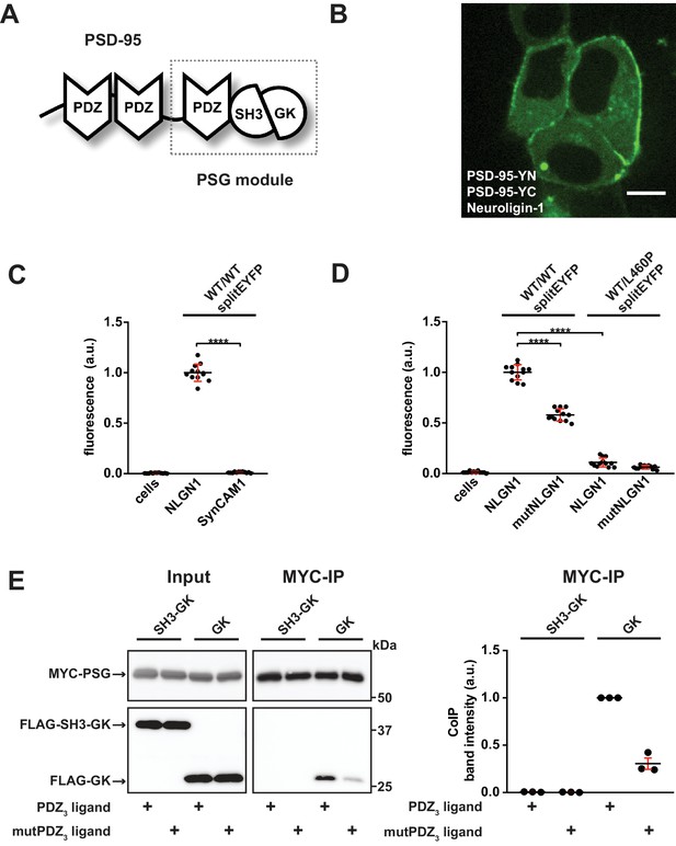 Intramolecular Domain Dynamics Regulate Synaptic Maguk Protein