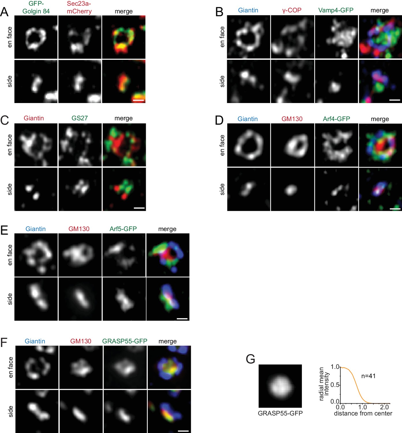 Figures and data in The spatial separation of processing and transport ...