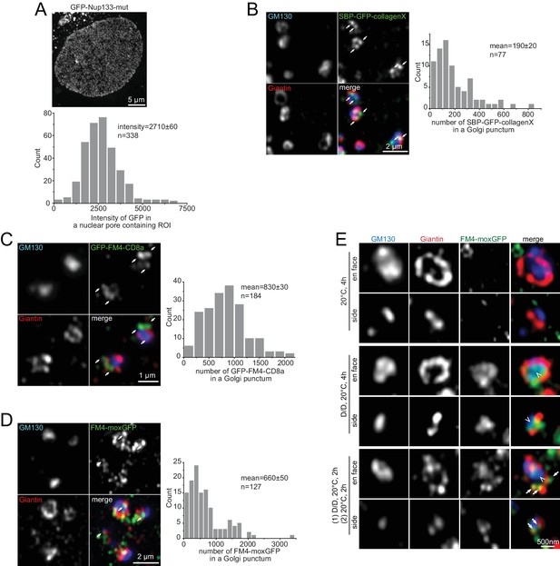 Figures and data in The spatial separation of processing and transport ...