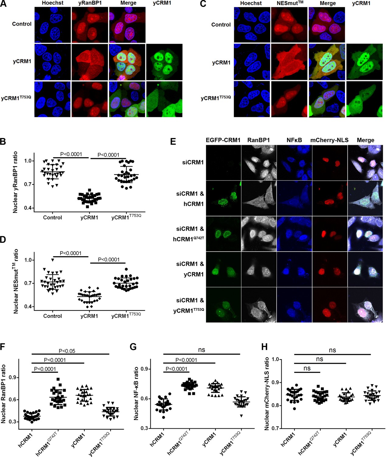 Distinct RanBP1 Nuclear Export And Cargo Dissociation Mechanisms