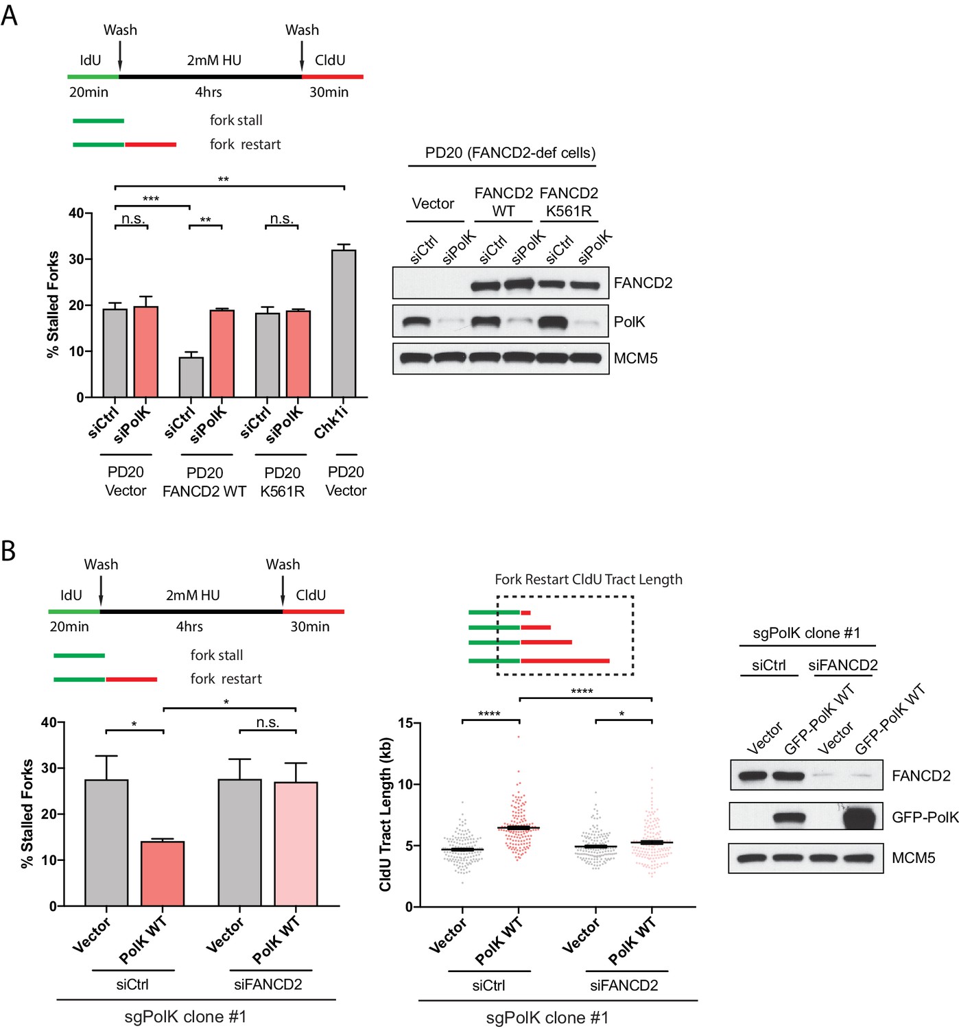 grundigt Derivation sav Translesion polymerase kappa-dependent DNA synthesis underlies replication  fork recovery | eLife