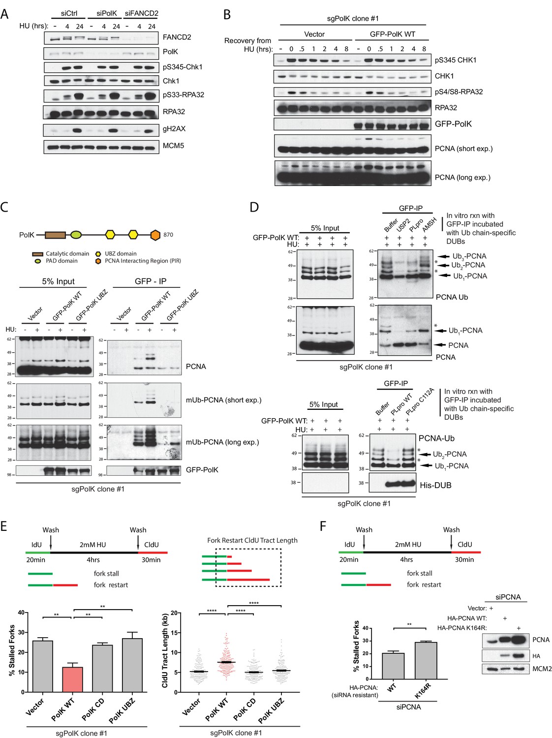 Translesion polymerase kappa-dependent DNA synthesis underlies replication fork | eLife