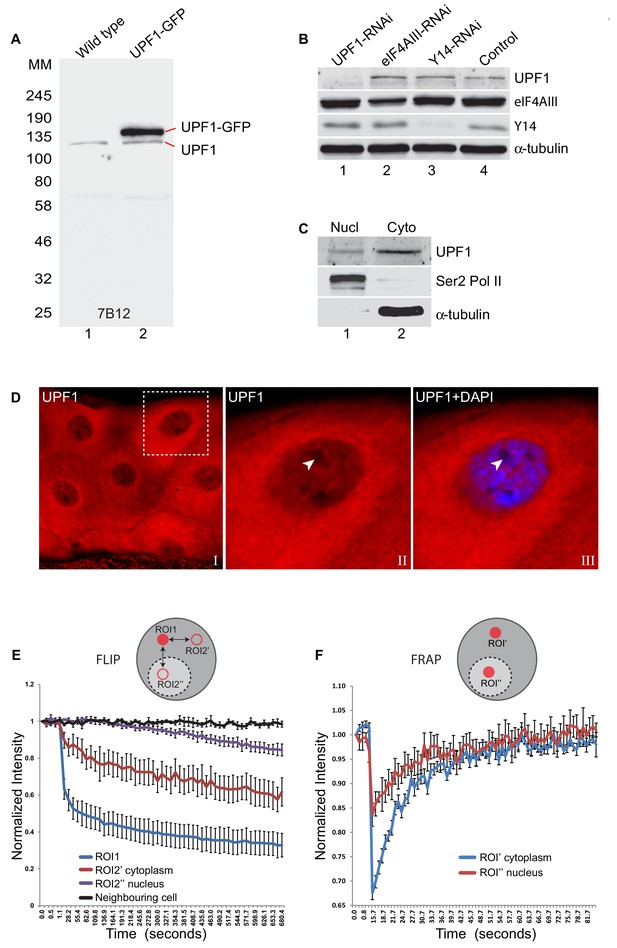 The RNA Helicase UPF1 Associates With MRNAs Co-transcriptionally And Is ...