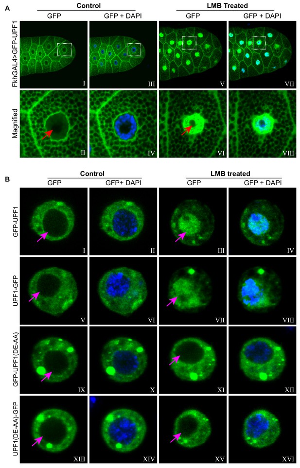 The RNA Helicase UPF1 Associates With MRNAs Co-transcriptionally And Is ...