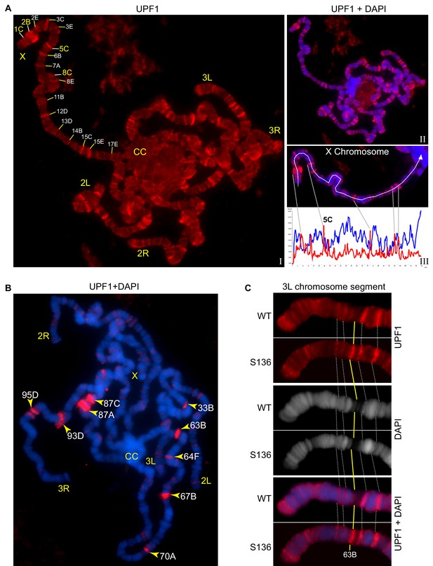 The RNA Helicase UPF1 Associates With MRNAs Co-transcriptionally And Is ...