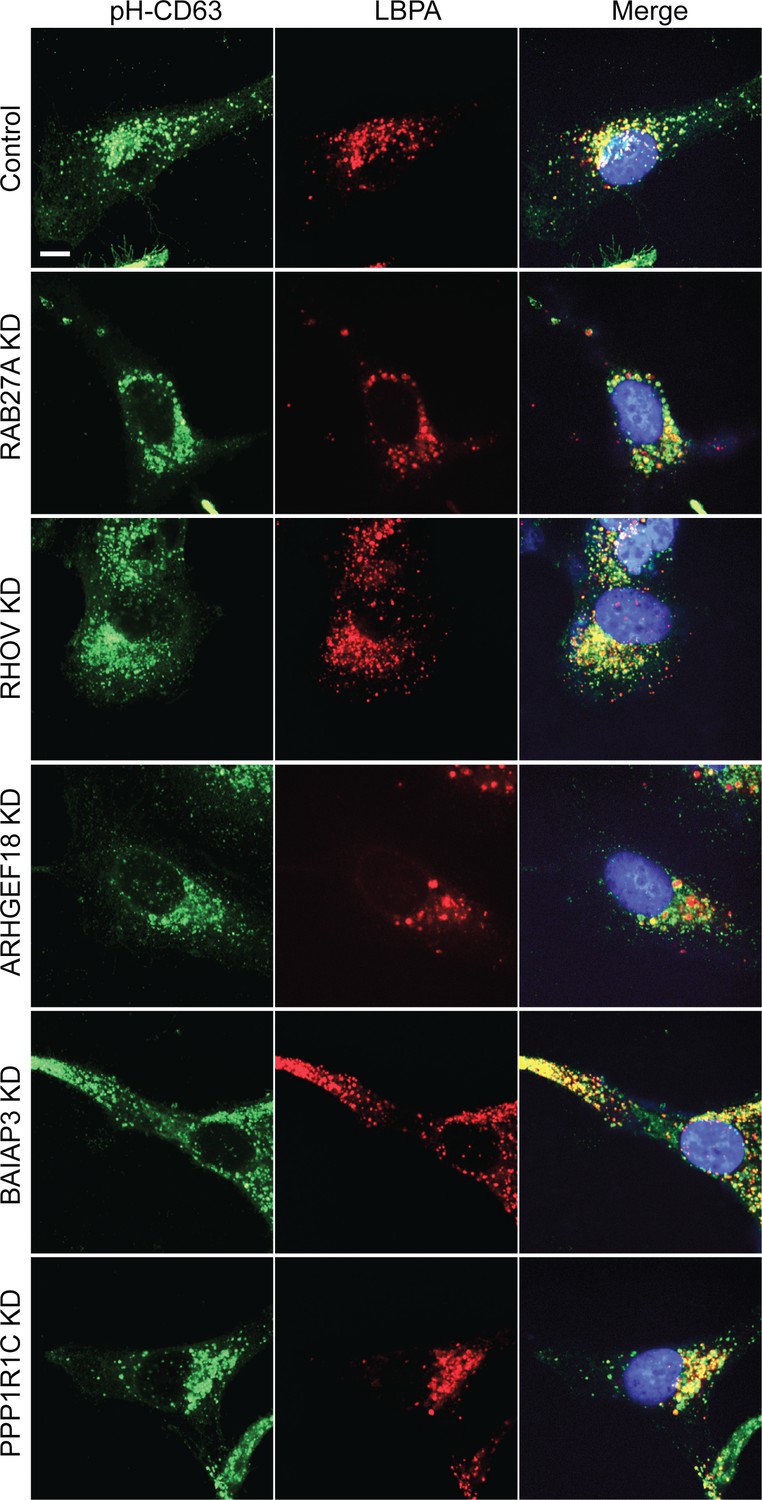 Figures and data in Genome-wide interrogation of extracellular vesicle ...