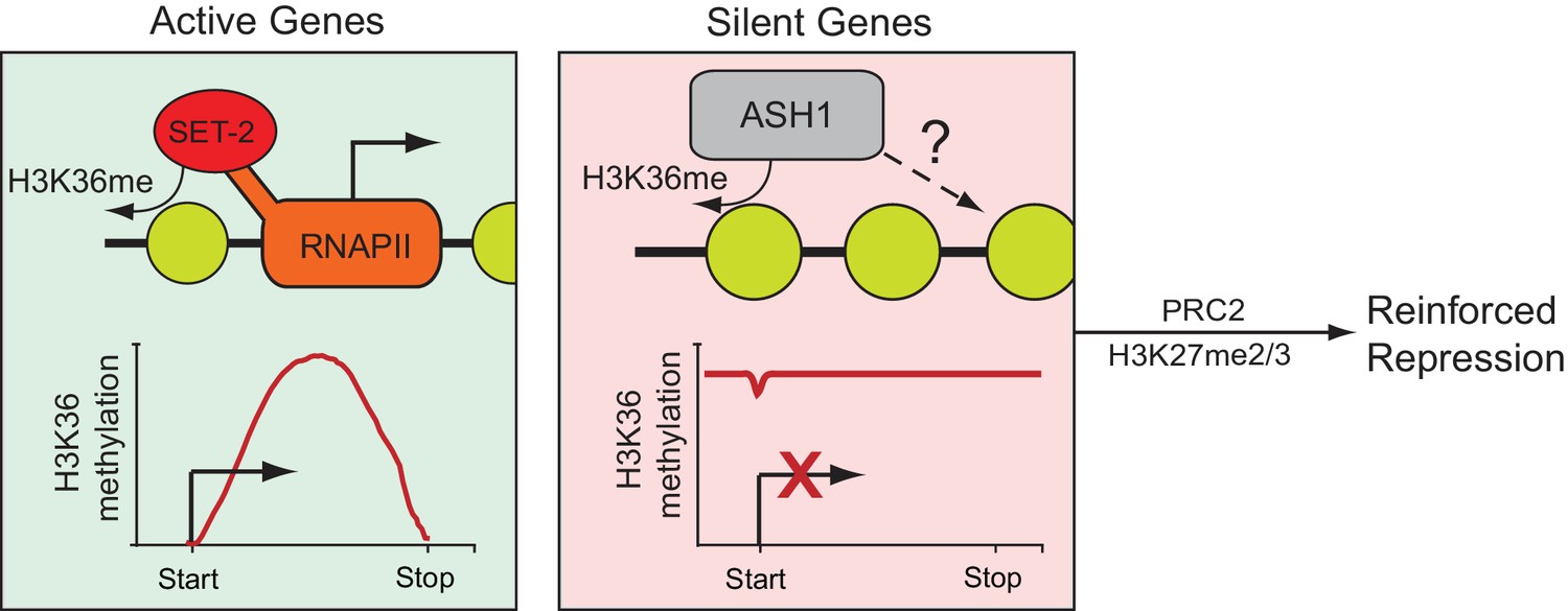 ASH1-catalyzed H3K36 methylation drives gene repression and marks ...