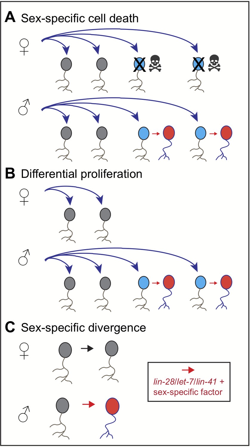 Sexual Differentiation A Matter Of Timing Elife