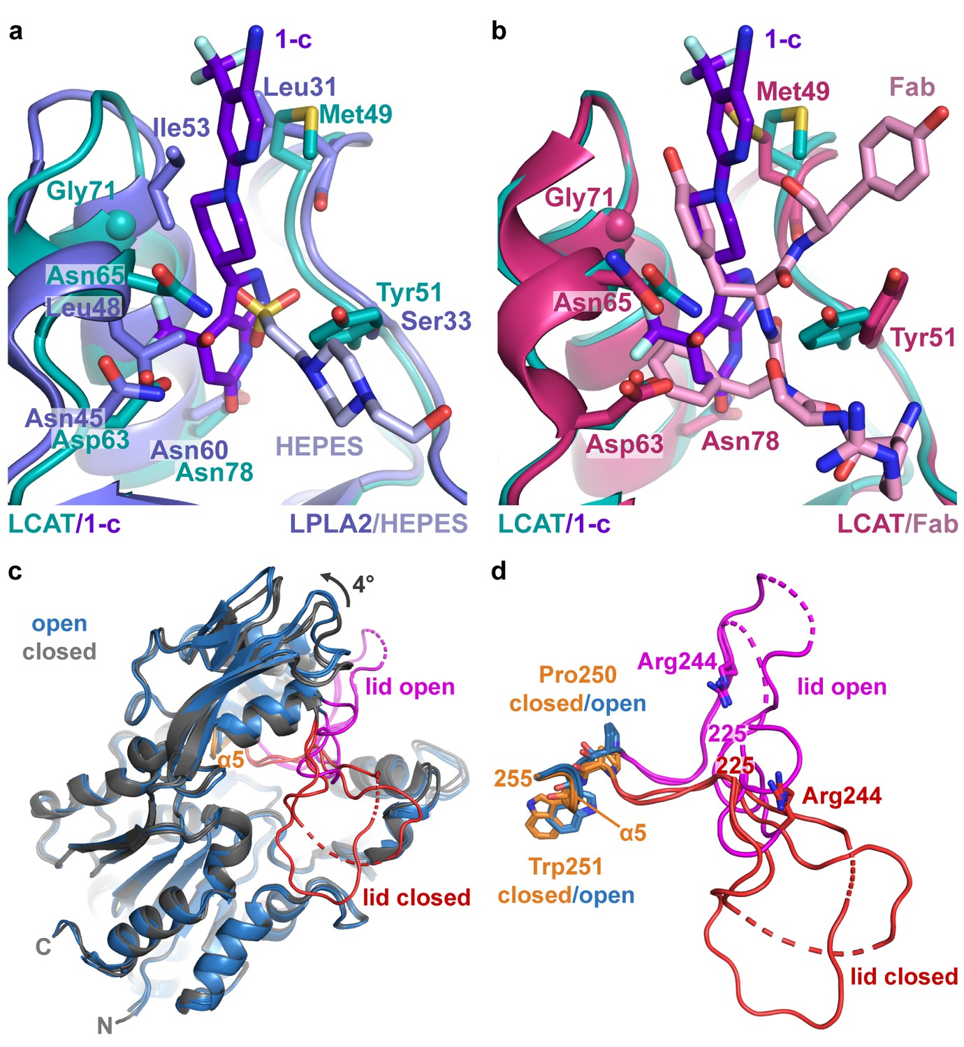 Molecular Basis For Activation Of Lecithin:cholesterol Acyltransferase ...