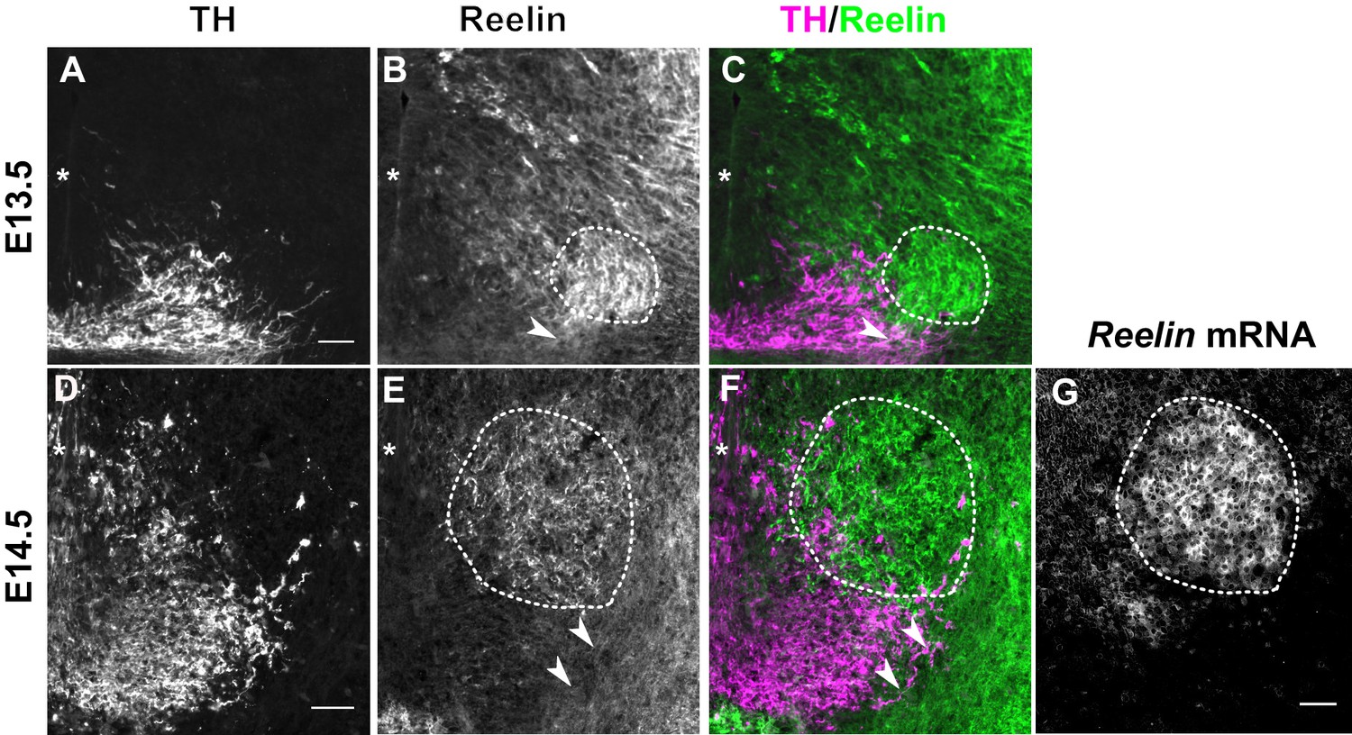 Correct setup of the substantia nigra requires Reelin-mediated fast, laterally-directed migration of dopaminergic neurons | eLife Correct setup of the substantia nigra requires Reelin-mediated fast, laterally-directed migration of dopaminergic neurons | eLife