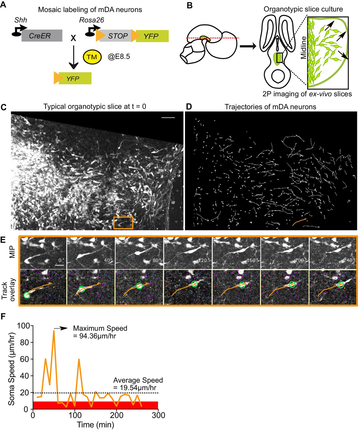 Correct setup of the substantia nigra requires Reelin