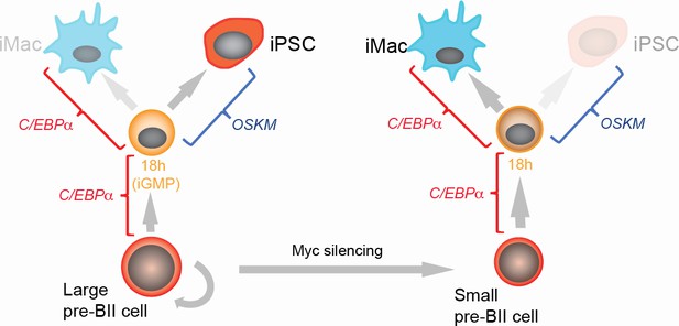 Single Cell Rna-seq Identifies The Origins Of Heterogeneity In 