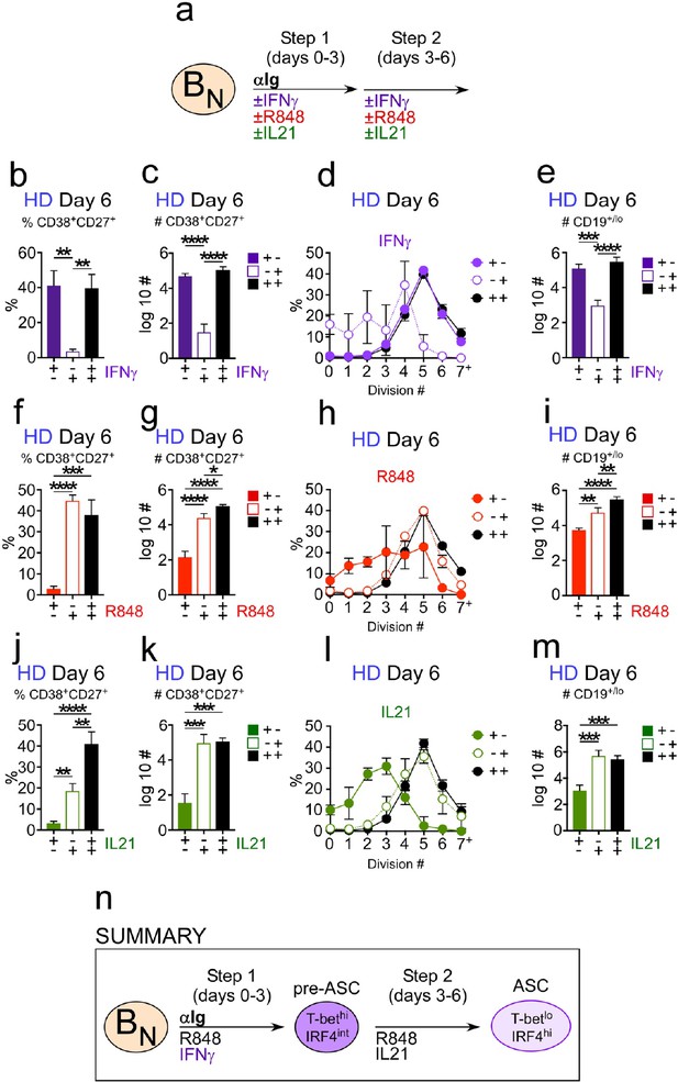 IFNγ Induces Epigenetic Programming Of Human T-bethi B Cells And ...