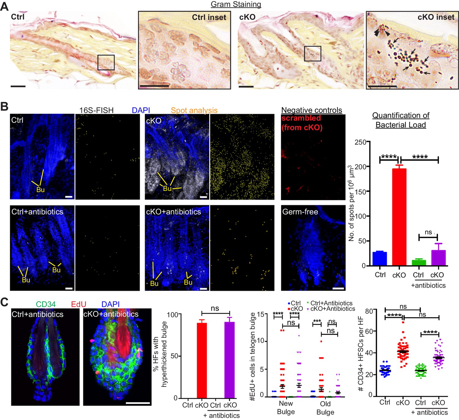 Stem cells repurpose proliferation to contain a breach in their niche ... Biology Diagrams